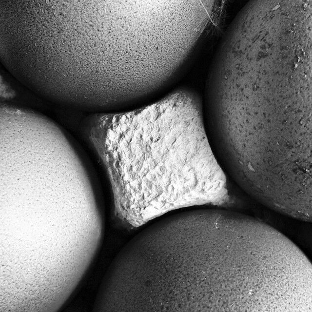 egg talk

#makrofotografie #makro #macrophotography #macro  #stilllife #stilllifephotography #stillleben #stilllebenfotografie #eier #schwarzweissfotografie #bnwphotography #bnw #details #münchen #fotografie #fotografinmünchen #fotografieren #munichprimeshot @munichprimeshot